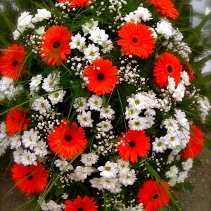 Gerbera czerwona + margaretka biała